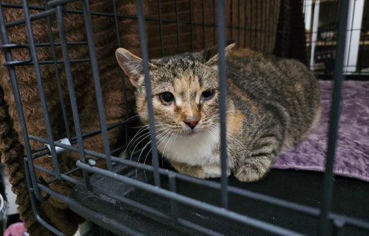 Новенькая с кладбища