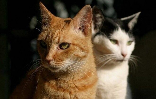 Картинки Яндекс