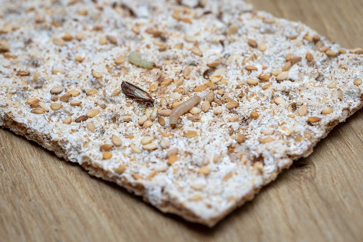 Личинка огневки и взрослая особь. Источник: bmf-foto.de / Shutterstock / FOTODOM📷
