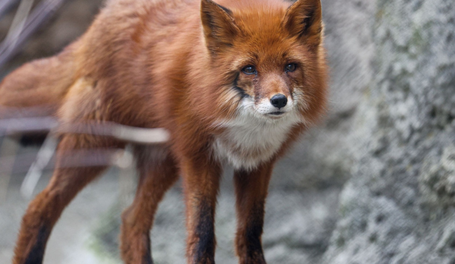 Спас от живодеров — принял в семью. Лиса со зверофермы обрела дом в Красногорске