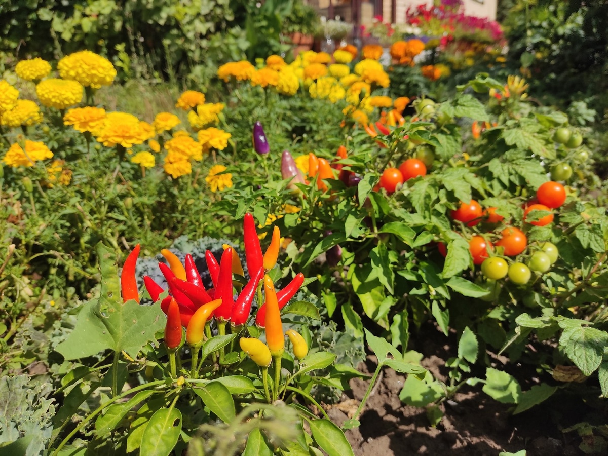 Декоративный перец посажу вновь