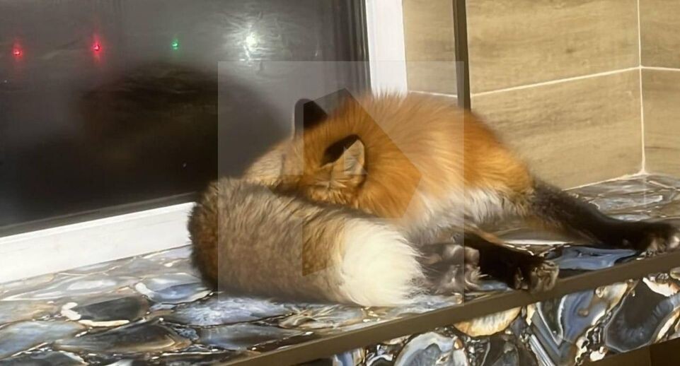    Telegram / РЕН ТВ