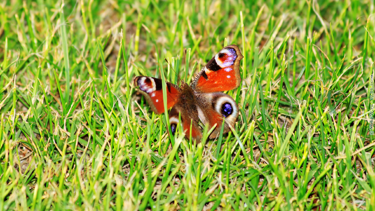 Павлиний глаз © NickFW.ru - 19.06.2010г.