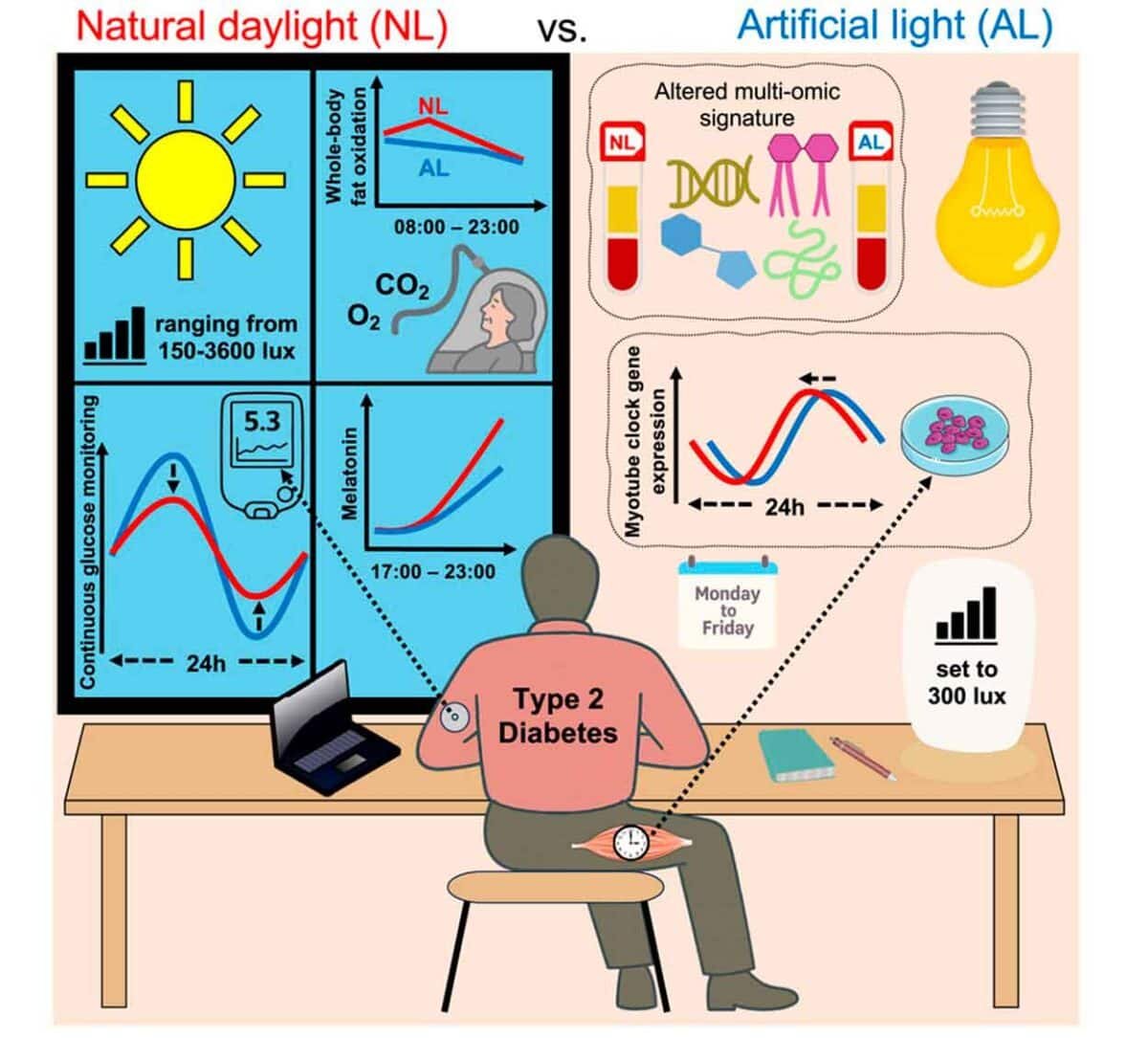    Ученые из Нидерландов обнаружили, что дневной свет, проникающий через окно, способен существенно улучшить контроль уровня глюкозы в крови / © Joris Hoeks