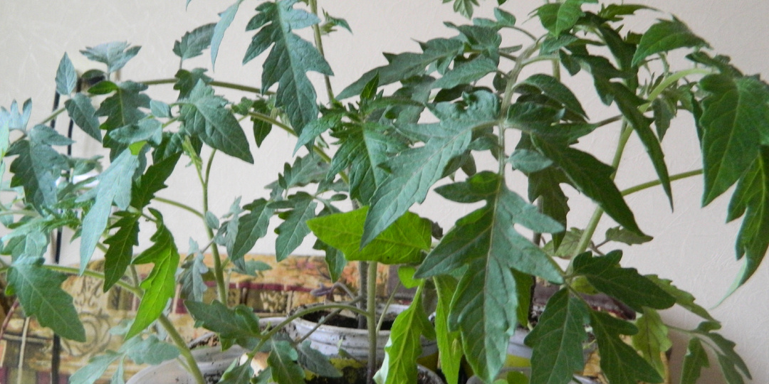 Календарь посадки томатов в 2026 году: когда сеять помидоры на рассаду и высаживать в грунт