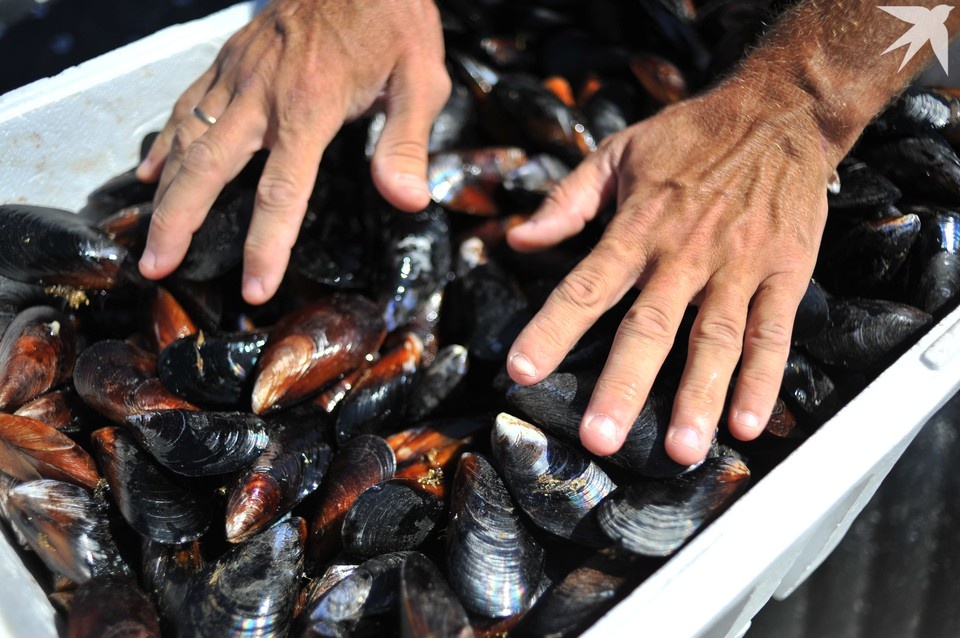    В Мурманской области при заповеднике «Пасвик» работает Центр реинтродукции жемчужницы. Виктор ГУСЕЙНОВ