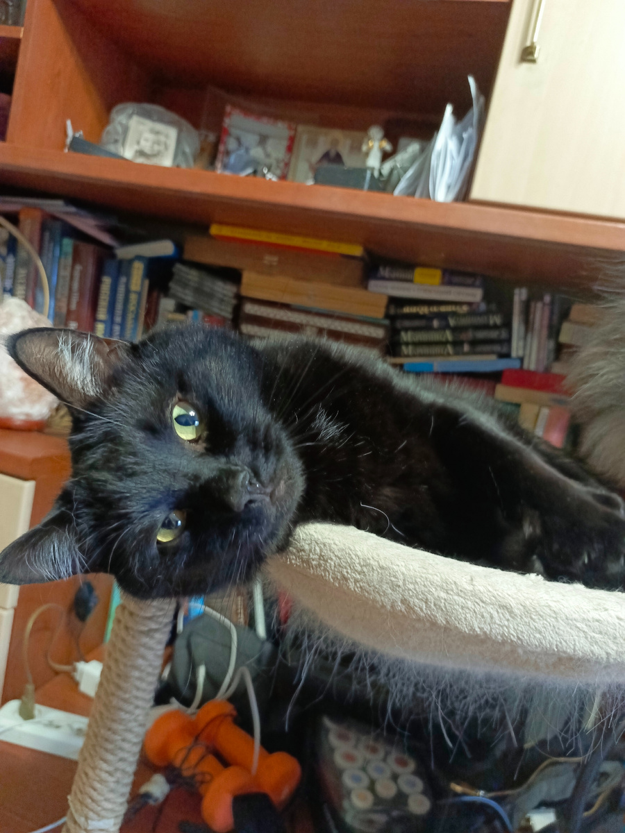 - А ты меня сильно любишь? - часто спрашивает наш котик Чернила