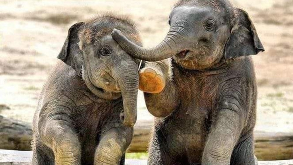     Фото: Muhammad Usman Munir 745/Shutterstock/FOTODOM