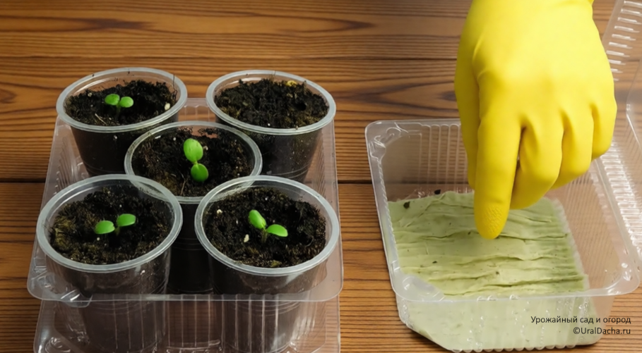 Что надо сеять в конце Декабря и начале Января. Лучшие однолетники и многолетники для раннего посева