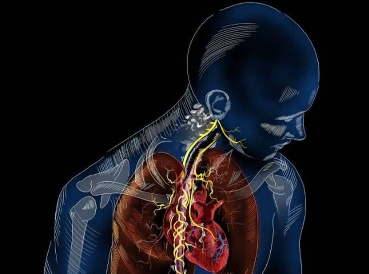    Иллюстрация сердца и блуждающего нерва / © sayostudio.com (Science Communication)