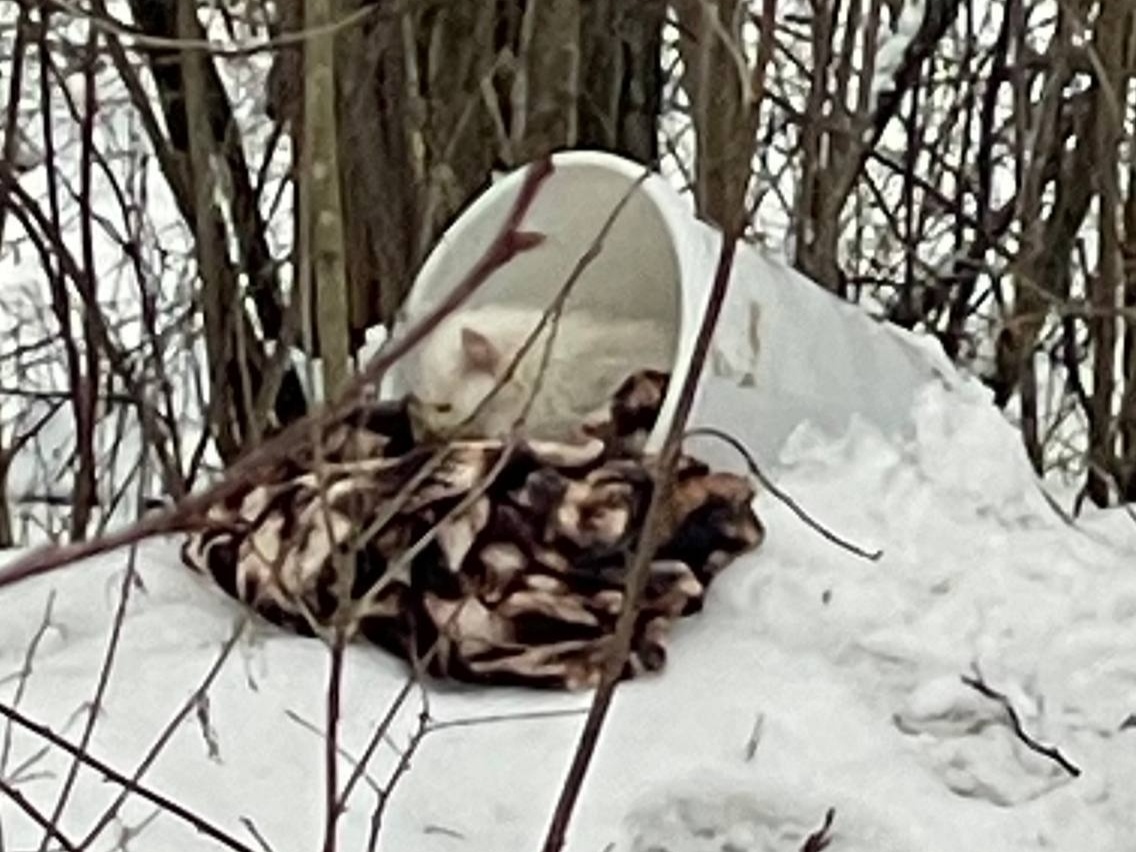 Фото приюта Сострадание НН