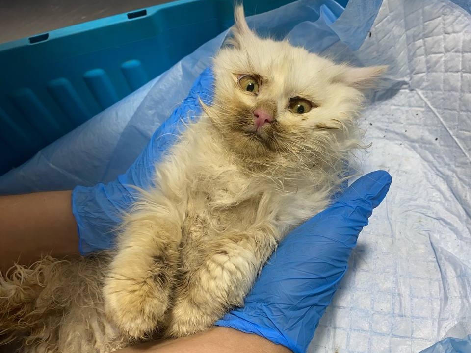 Фото приюта Сострадание НН