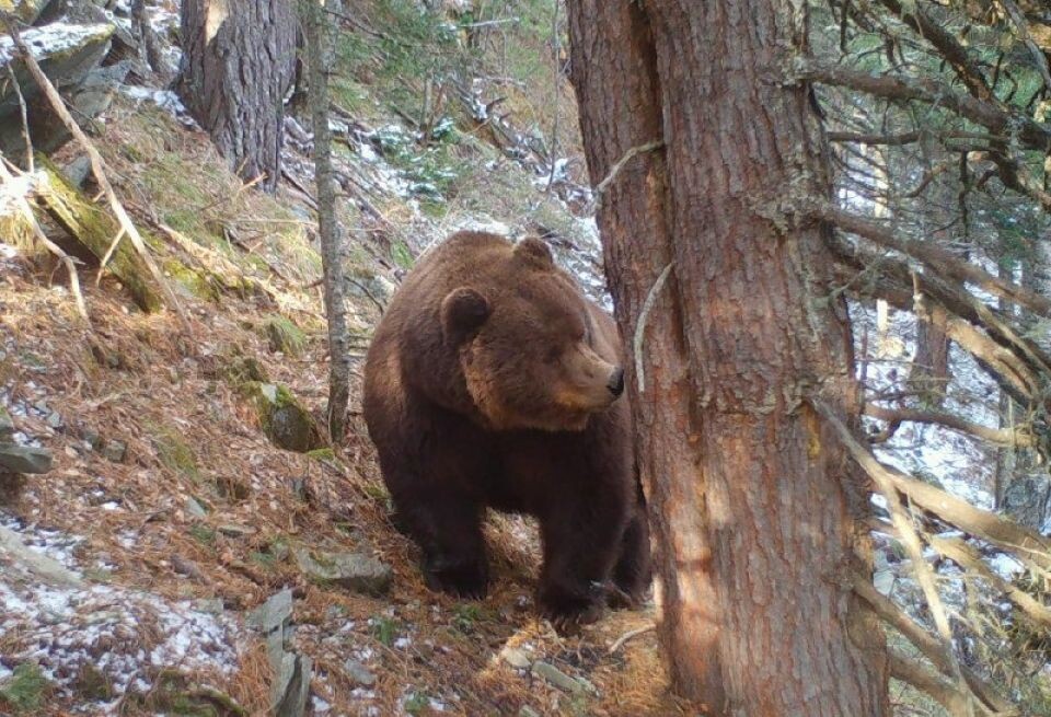    Самые упитанные медведи Алтайского заповедника. Источник: Фотоловушка. Установка – Юрий Калинкин