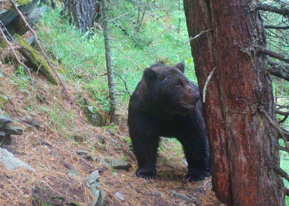    Самые упитанные медведи Алтайского заповедника. Источник: Фотоловушка. Установка – Юрий Калинкин