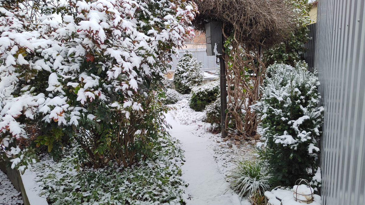 Под магонией зеленеет герань крупнокорневищная, а справа у забора два тиса и осока Морроу.