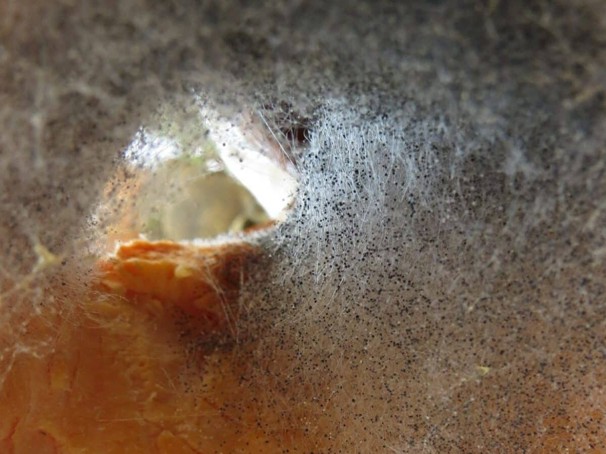    Грибок вида Aspergillus niger, известный также как черная плесень, на плоде тыквы / © Калугина Алиса, Wikipedia