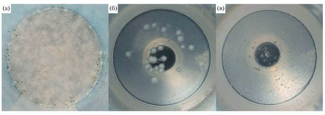    Рост Aspergillus niger F-4815D через пять суток после посева: а — на среде с фосфатами без трибутилфосфата, б — на среде с 0,01% трибутилфосфата и фосфатами, в — на среде с 0,01% трибутилфосфата без фосфатов / © «Микология и фитопатология»