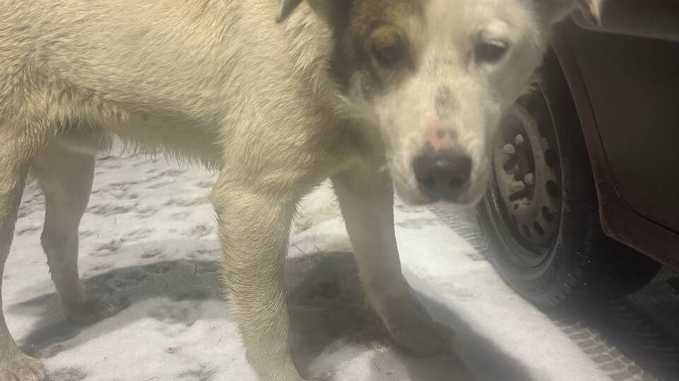 Ему выпал шанс. Он не знает, что он – последний