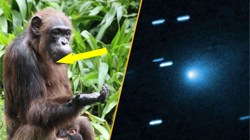    Наука на этой неделе удивляет: говорящие шимпанзе и меняющие цвет кометы