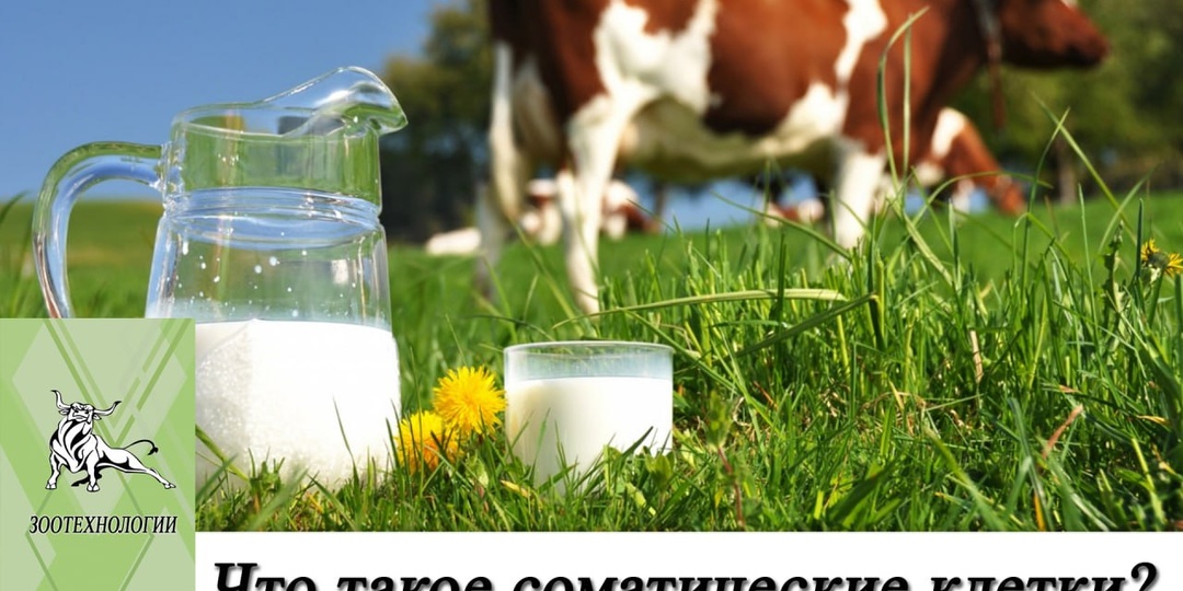 Что такое соматические клетки