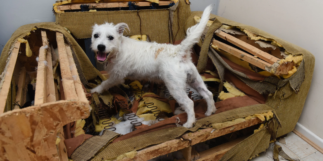 Топ психически нездоровых пород: Экскурсия по собачьей «психушке»