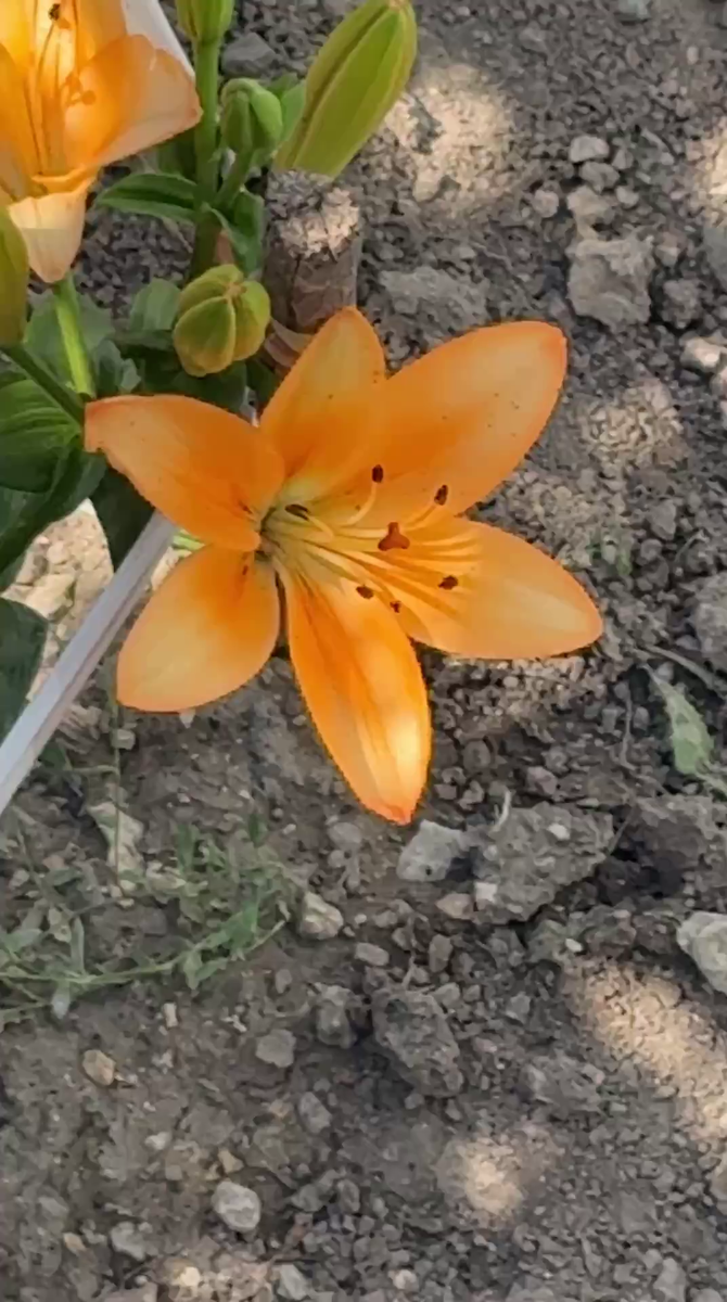 Рудбекия – канал про цветы. Лилия - красавица у нас на грядке.