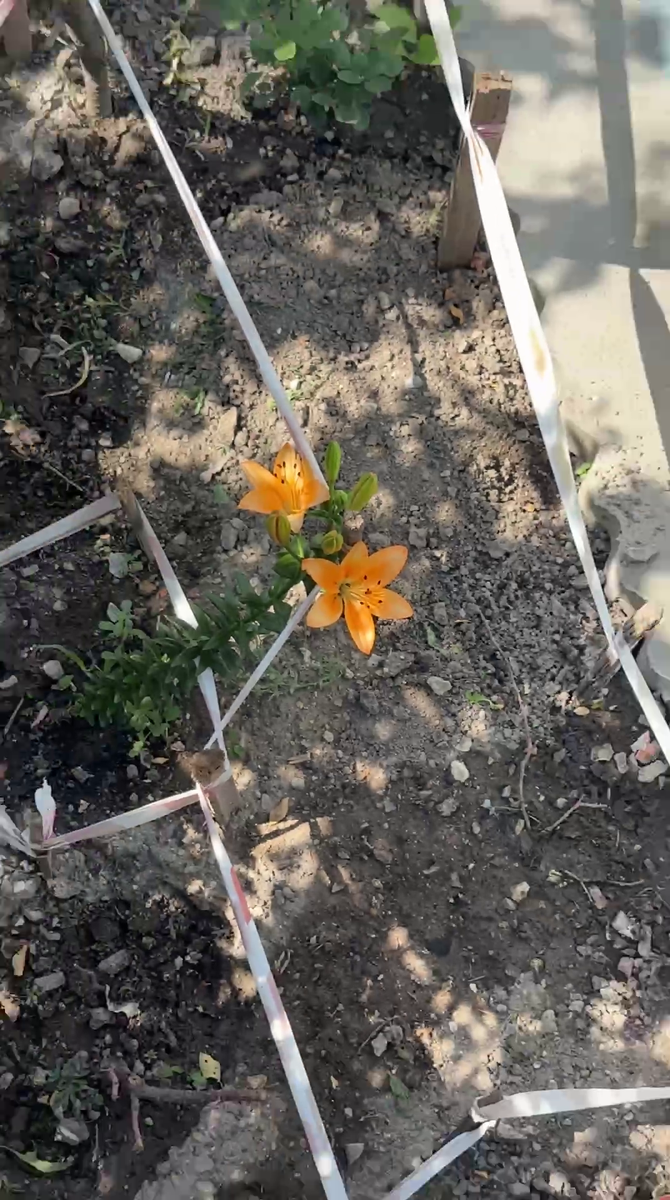 Рудбекия – канал про цветы. Лилия - красавица у нас на грядке.