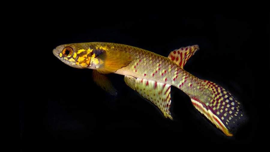    Фото: Heinz Arno Drawert and Thomas Otto Litz