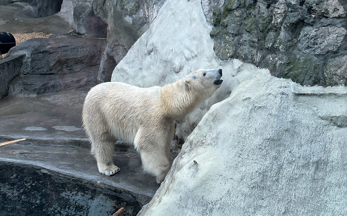 Белый медведь Терпей в Московском зоопарке. Фото: Про Мой район