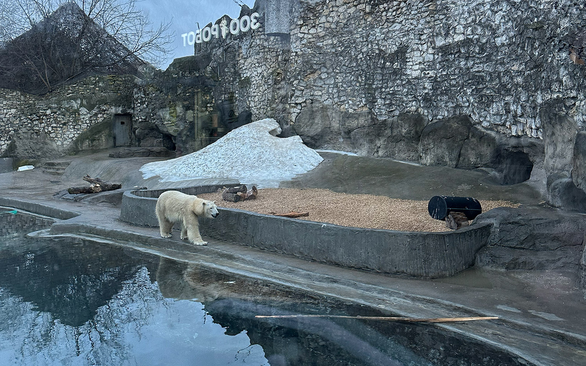 Белый медведь Терпей в Московском зоопарке. Фото: Про Мой район