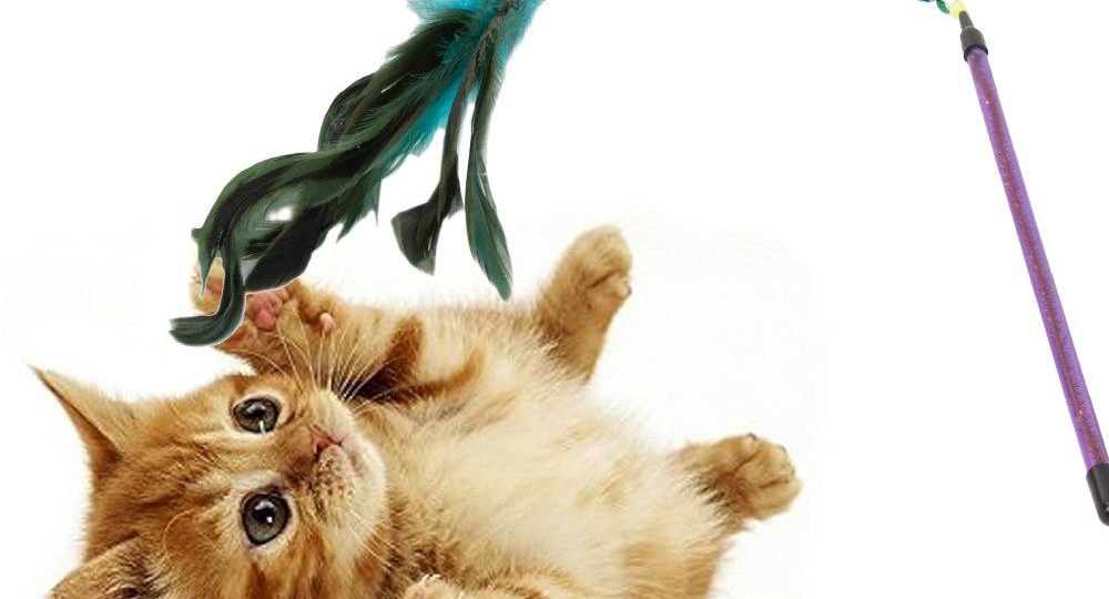 10 простых игр с кошкой из того, что есть под рукой