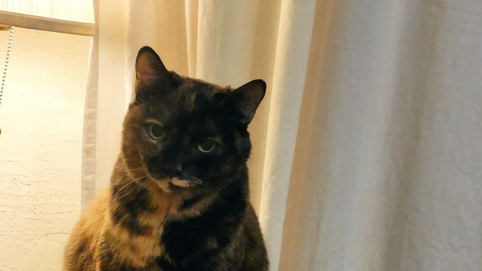 Сириус, приём!