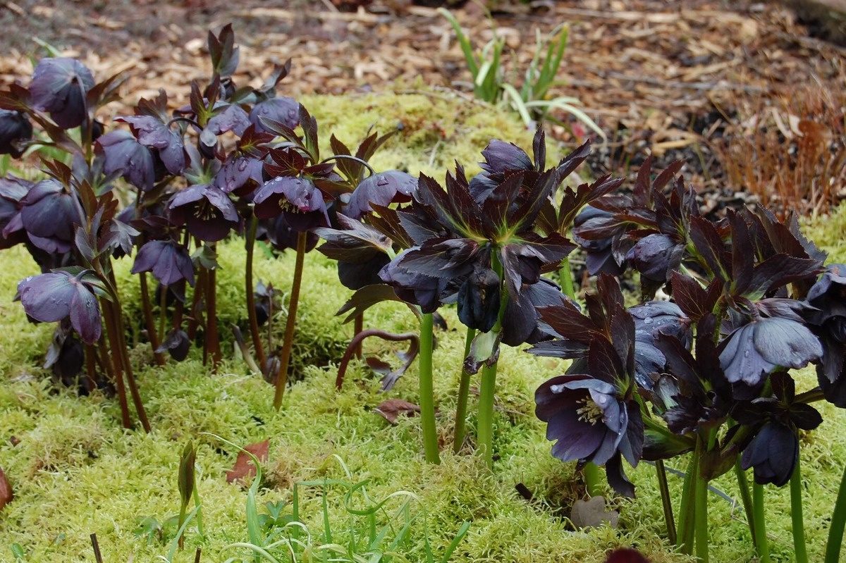 Морозник Восточный (фото из Интернета)