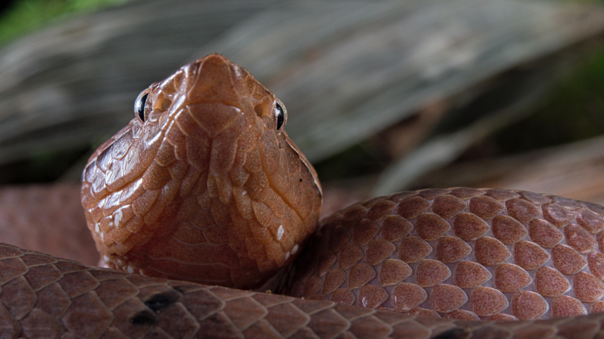   Фото: www.globallookpress.com/Clément Carbillet