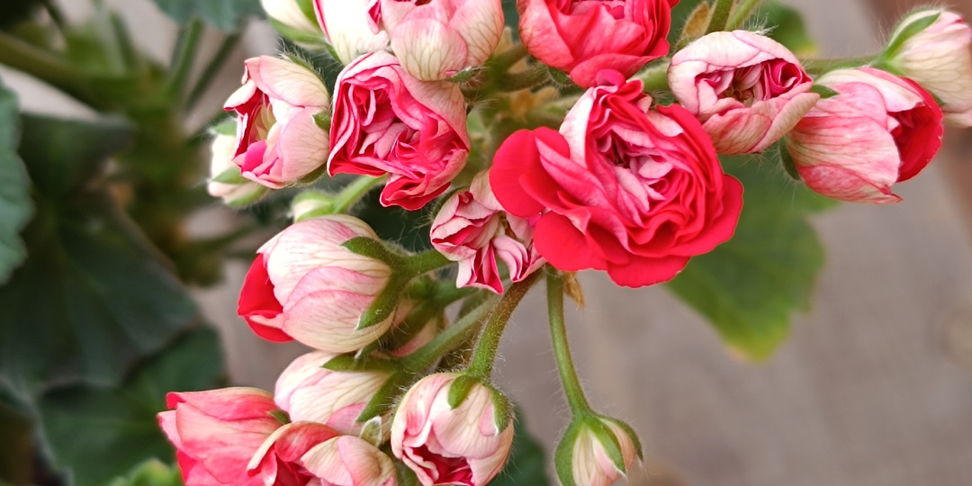 Ещё немножко про Розы в Серебре