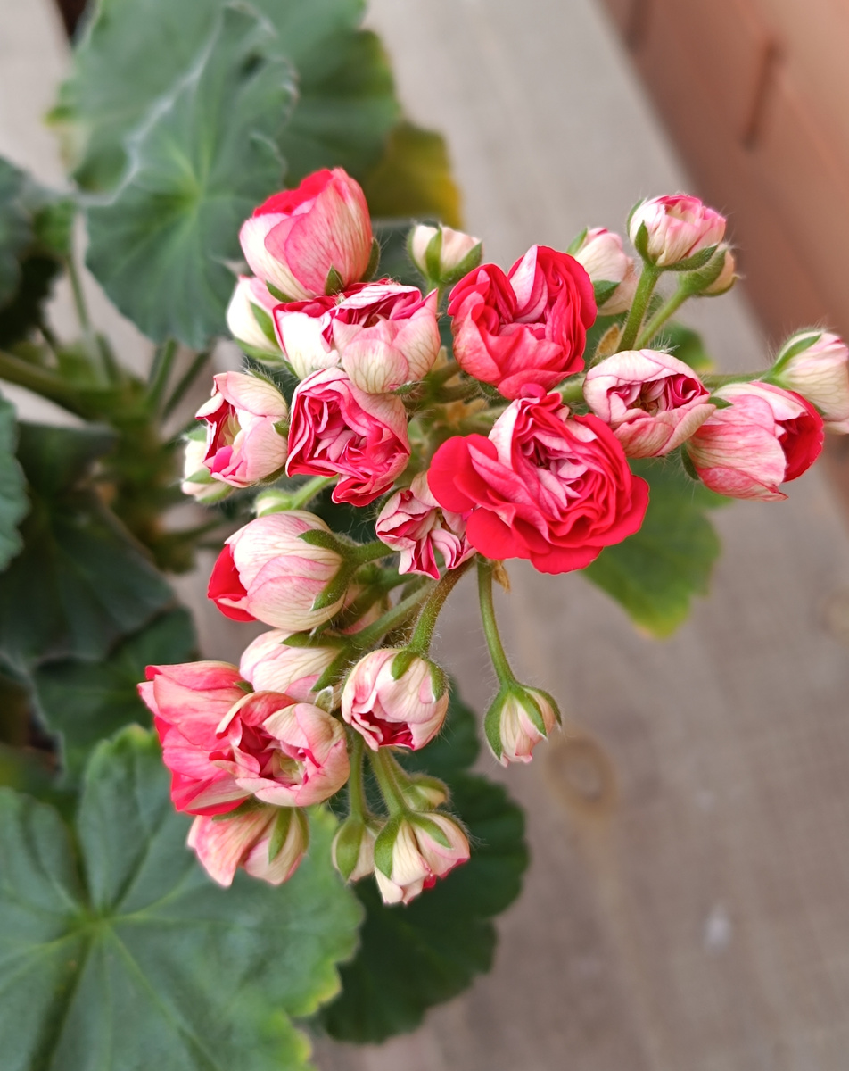 ИВ Розы в Серебре