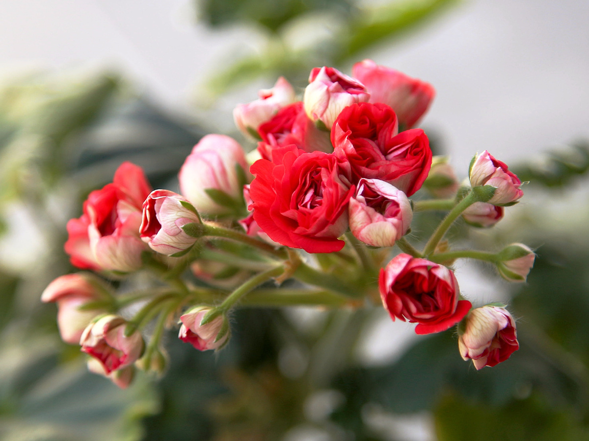 ИВ Розы в Серебре