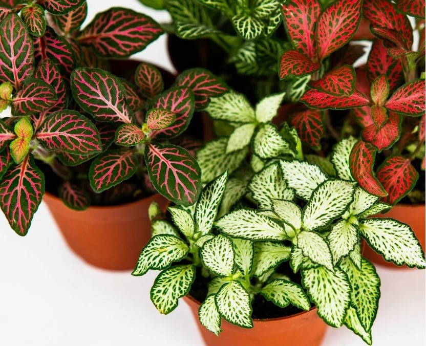 Fittonia. Фиттония уход в домашних условиях