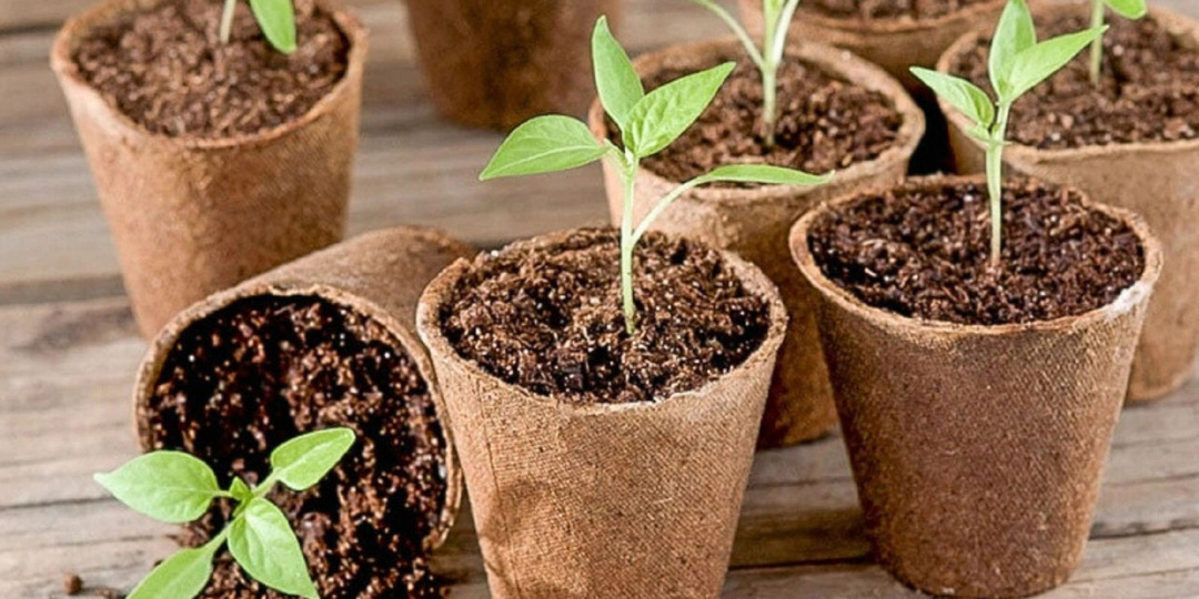 Посеял в январе по этому графику — и рассада выросла крепкой. Сроки для перцев, баклажанов и сельдерея.