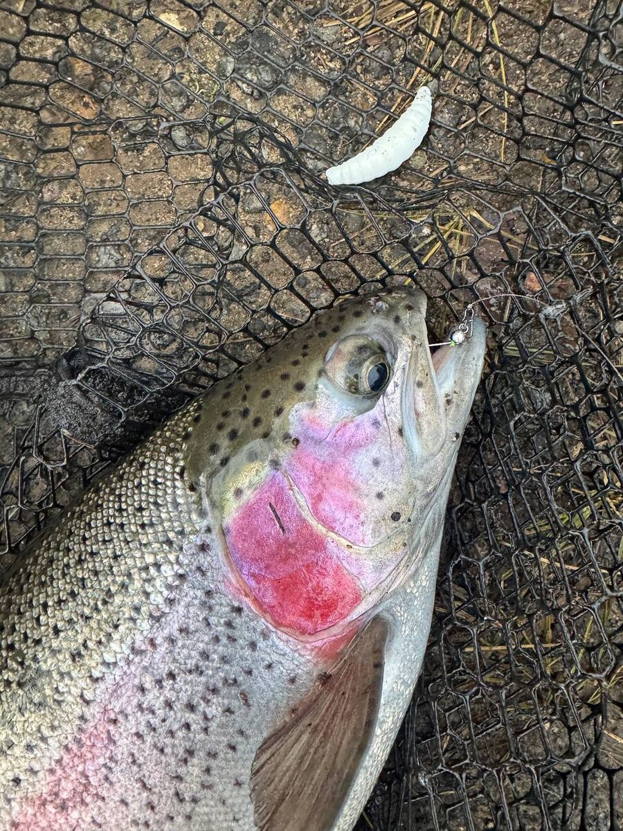 Типичная поимка на маггот)