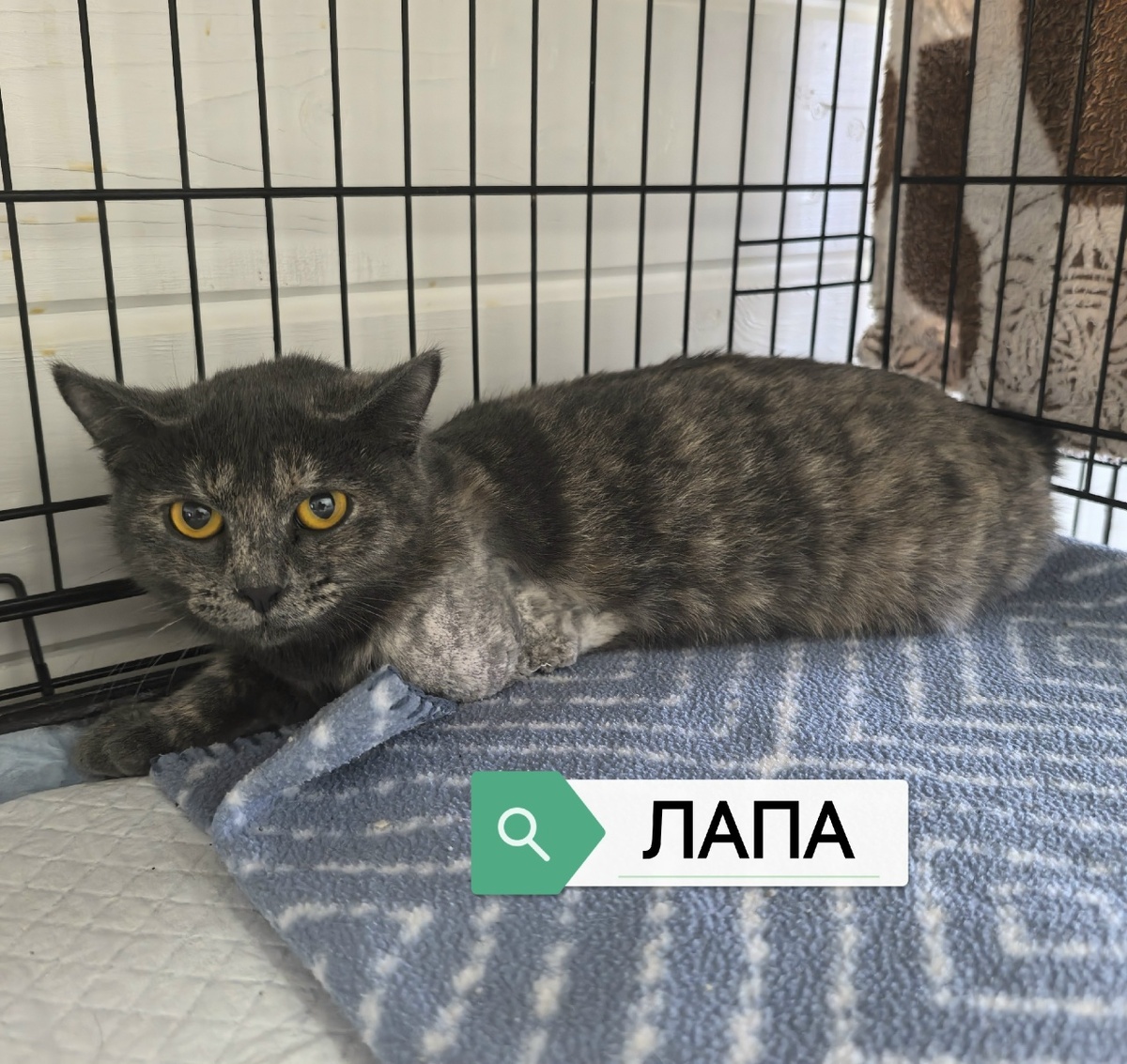 Передняя лапка у кисуни ампутирована после травмы