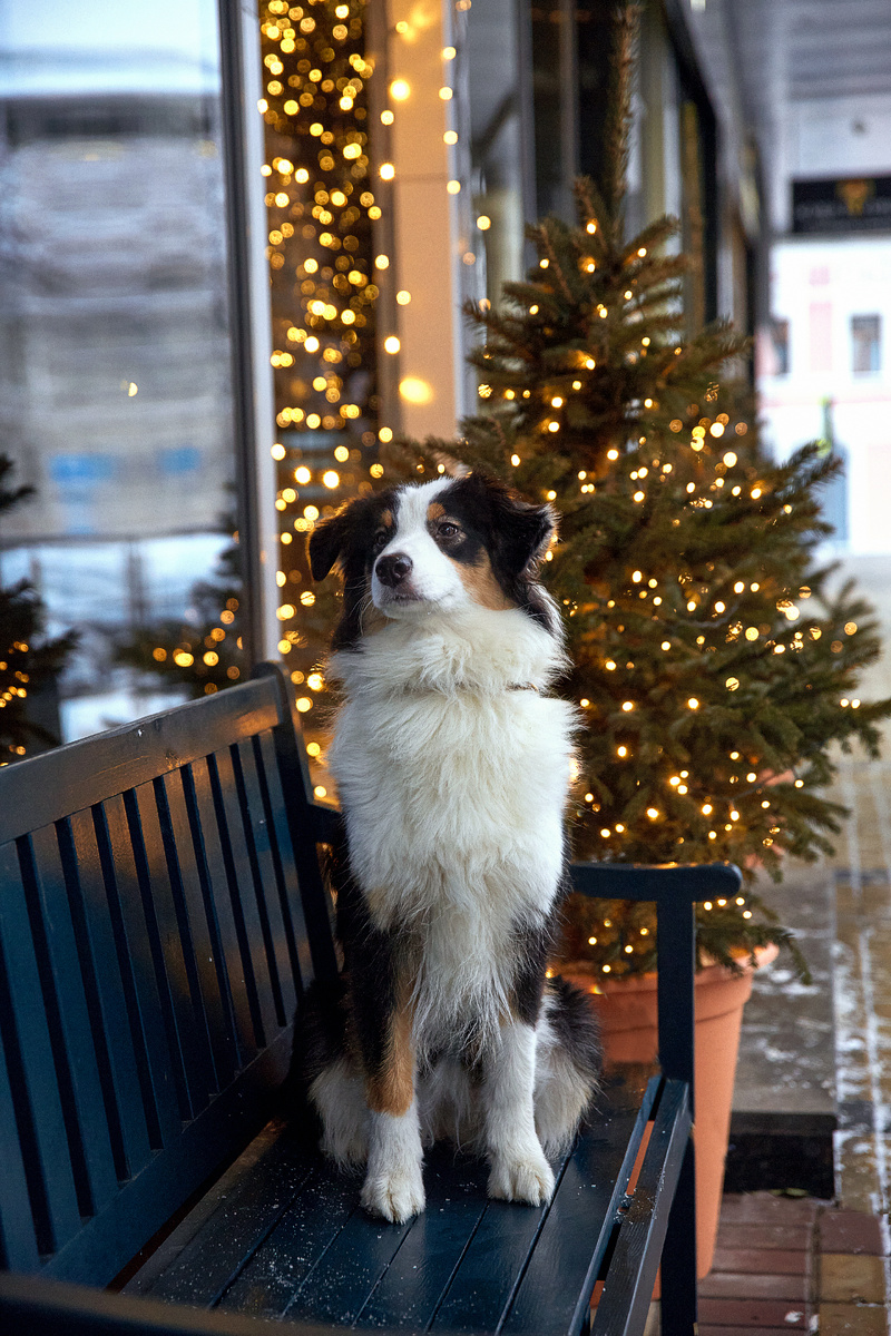 И не ведитесь на это милое выражение лица, лает она, как парочка алабаев