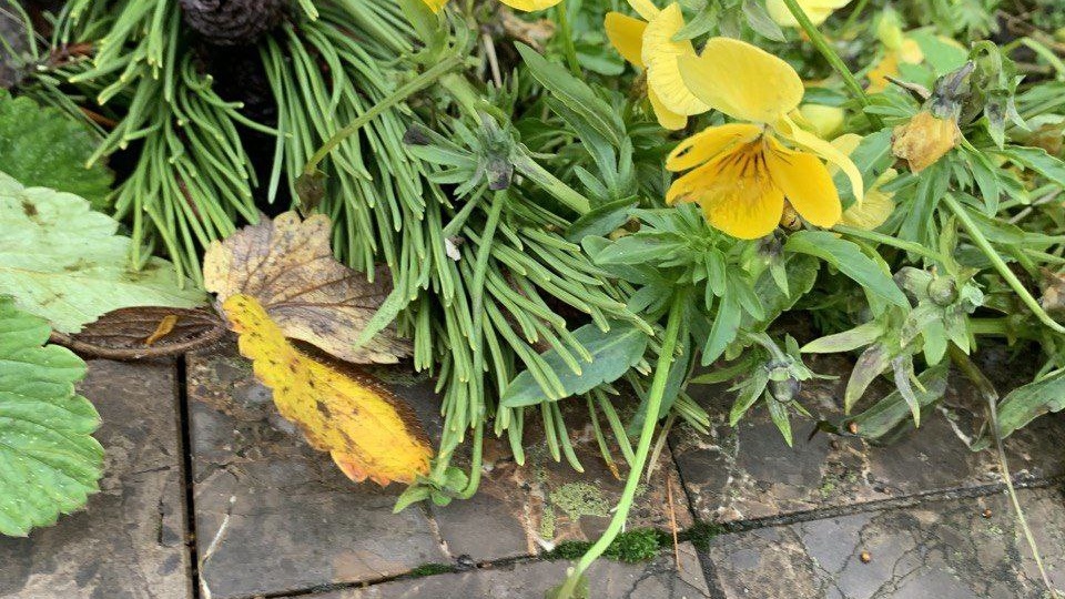 Подснежников нет! Есть анютины глазки в декабре