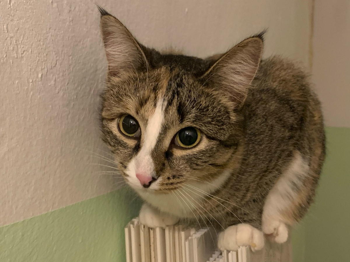 В первые дни знакомства Нюся боялась человека, но страх быстро прошёл