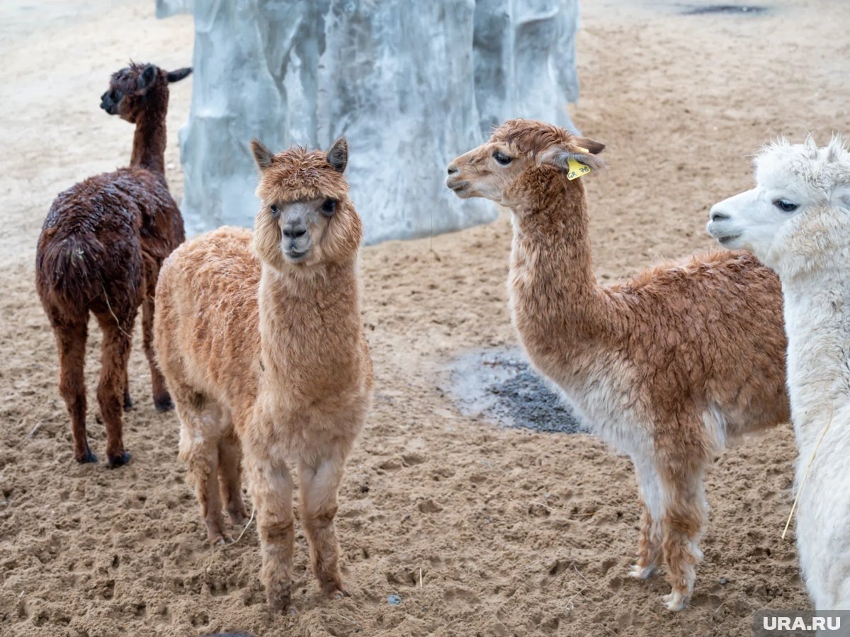     Пермский зоопарк возобновит прогулки с альпака
