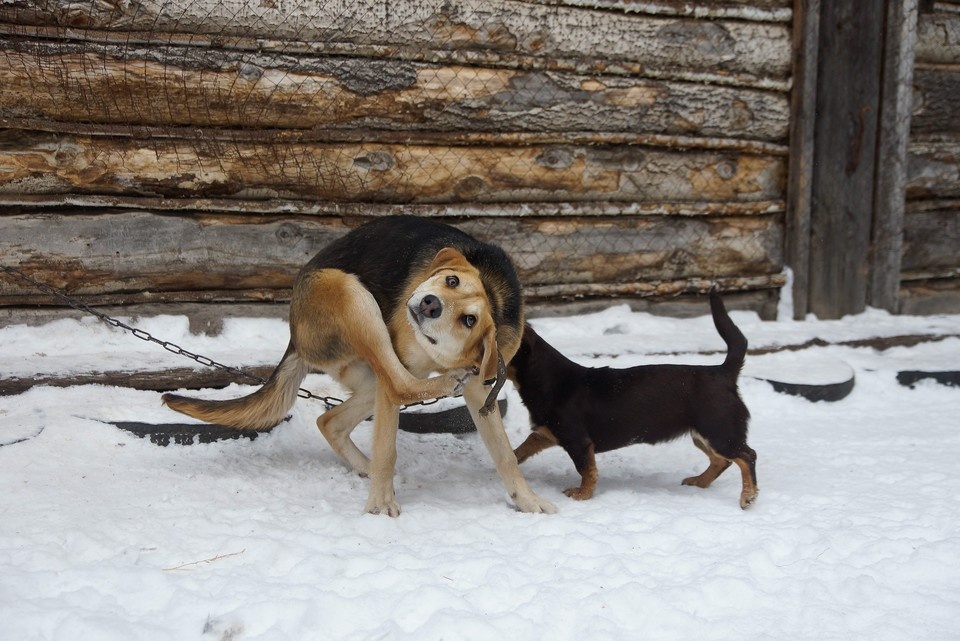    Территория в радиусе двух километров от очага бешенства стала неблагополучным пунктом Алексей БУЛАТОВ
