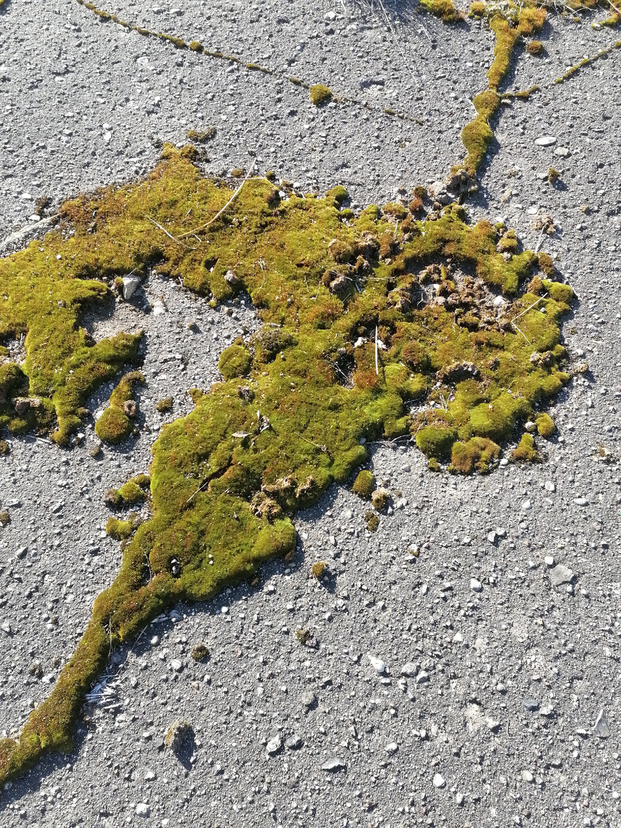 Сердце, пробитое стрелой Купидона... Фото сделано мною 20.03 2025 в Смоленской области, поселок Озёрный.