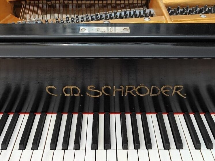     Фото: Архив МК в Питере.