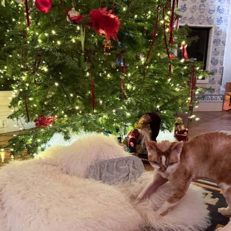 Бондарчук показала кошку на фоне новогодней елки📷
