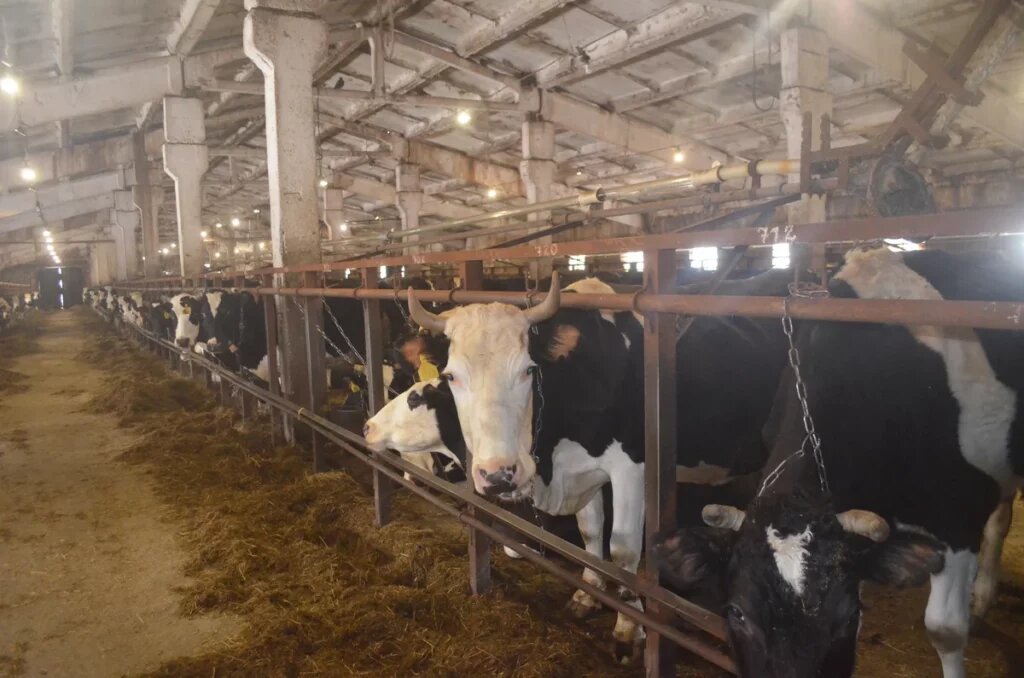 фото: архив «Каравана»